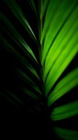 Hojas naturales como wallpaper