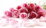 Rosas | Fondo de pantalla para celular